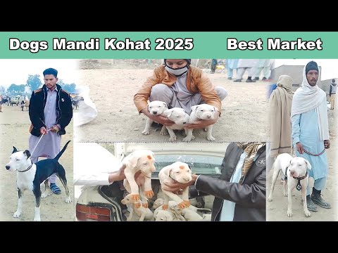 Biggest Dog Market in Asia Latest Update 2025 | Mubashir info | MH HUNTER