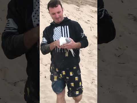 Catching A Seagull at the Beach! #birds #catchandrelease #catch