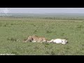Cheetah Leaps Through Air To Catch Gazelle