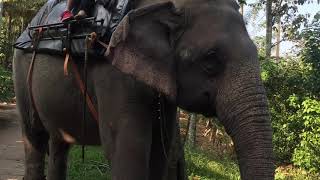 preview picture of video 'Elephant Safari Adventurous trip Thekkady | Ramakrishnan Viswanathan'