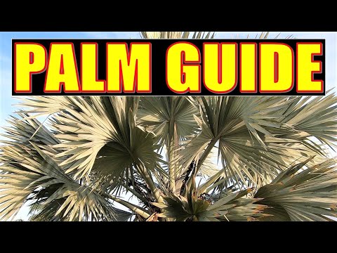 PALM GUIDE | An Extensive Look at the Most Familiar...