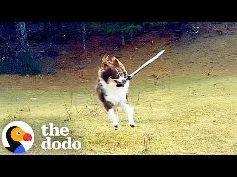 This Dog Play-Fights Her Humans... With a Sword!