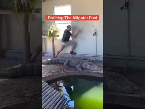 L’Intelligence du Crocodile Rusé 🤯🐊💦