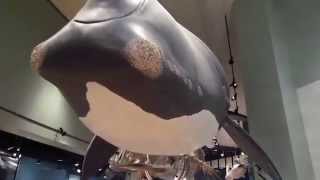 preview picture of video 'Killer Whales at New Brunswick Museum, Saint John, Canada'
