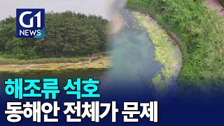 [G1뉴스]  멸종위기종도 폐사..동해안 전체 문제