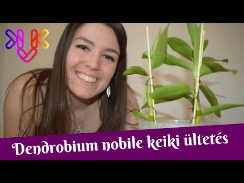 , title : 'Dendrobium nobile orchidea keiki | Keikik ültetése és leválasztása'