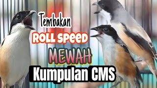 Download lagu MEWAH !! CENDET IDAMAN ASLI PULAU SAPUDI MADURA mp3