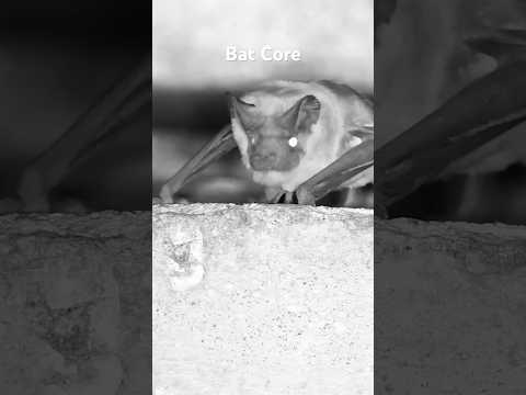 Bat Core #animalshorts #cute #animals #cuteanimals #bat #bats