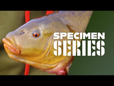 Time For Tench - Tench Fishing, Rigs, Tips & Tactics
