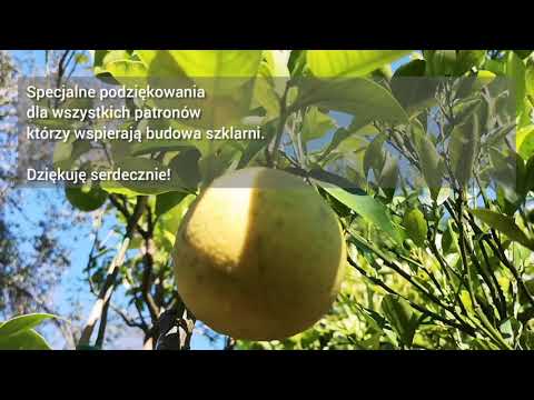 O.235 Konkurs! Cytrusy z pestki, kiedy owocują, jak uprawiać, wysiewać. Odpowiedzi na wasze pytania.