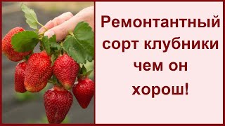 Ссылка