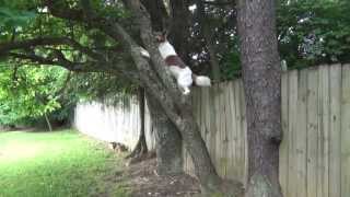 Dogs can't climb trees ! Or can they ?