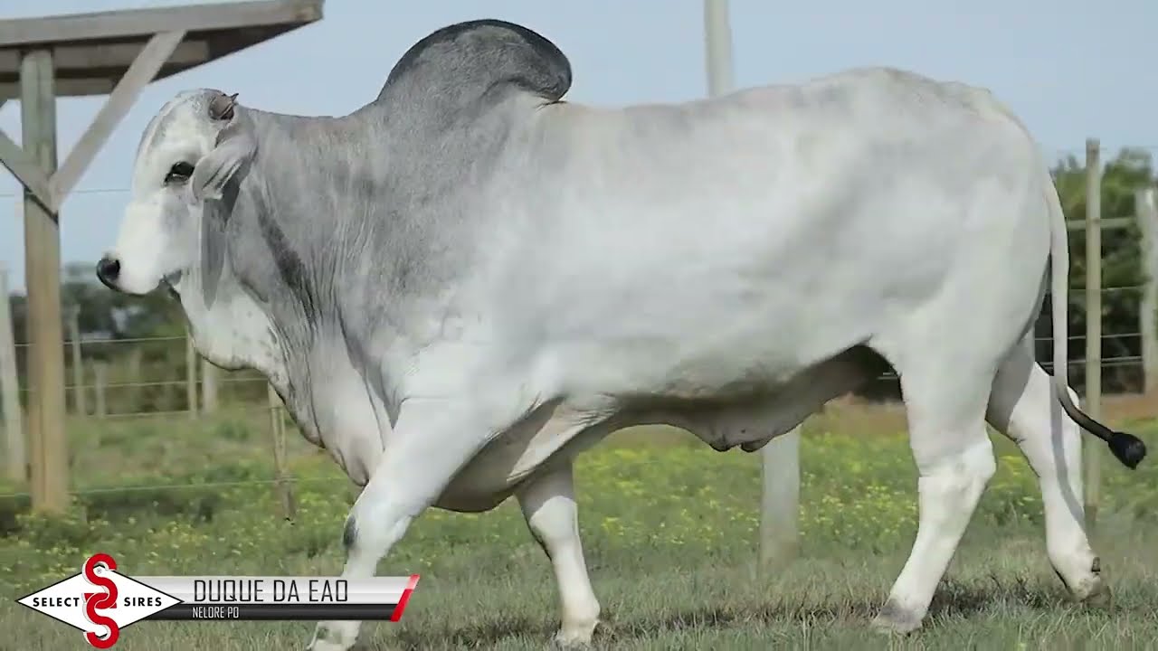 Vídeo DUQUE DA EAO