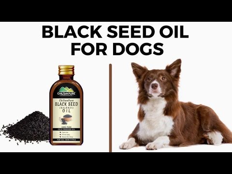 Black Seed Oil For Dogs - Can You Give A Dog Black Black Cumin Seed Oil?