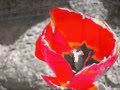 The Moonlight Sonata: Beethoven's Danube ...
