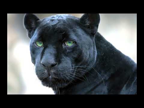 GRUPO FIRME - GRUPO RECLUTA "SE FUE LA PANTERA"