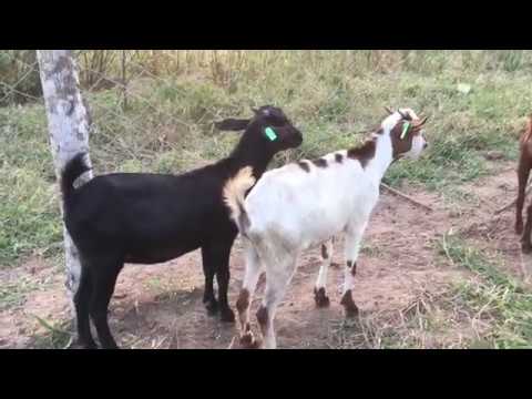 , title : 'Goat Farming | Characteristics of the Small East African goat breed'