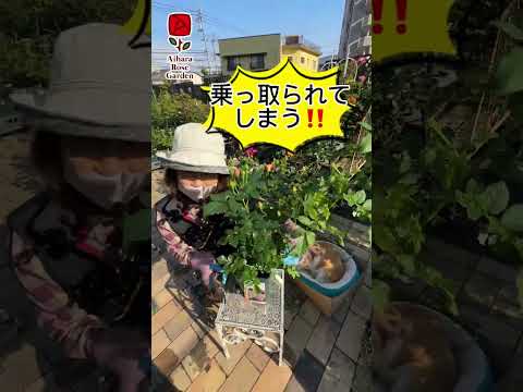 東ドイツのバラのリスト - 定義