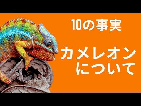 カメレオンについての好奇心