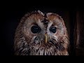 Tawny Owl Sounds Free Sound Effects