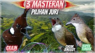 Download lagu Kapas Tembak, Cucak Jenggot, Cililin || 3 Masteran Pilihan Juri mp3
