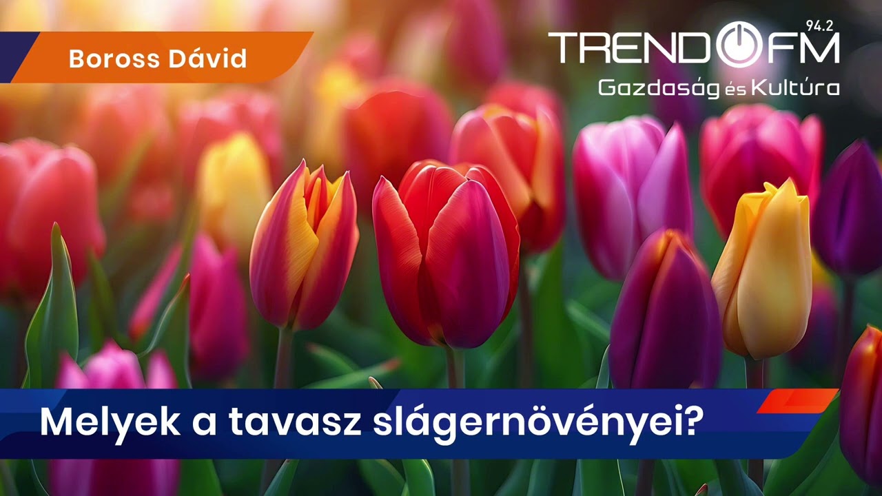 Most tetőzik a tulipán szezonja | Trend FM