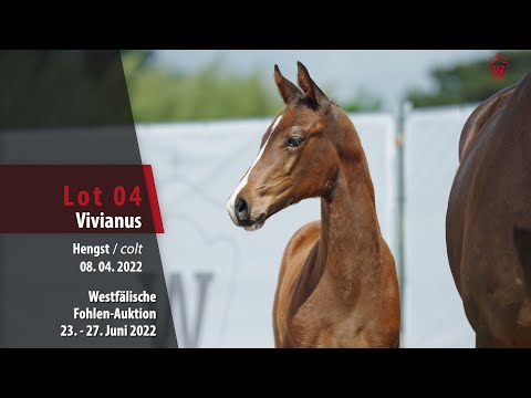 Fohlen-Auktion Lot 04 Vivianus Hengst v. Valdiviani - Foundation