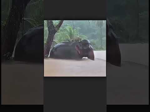 ගං වතුරෙන් බෙරෙන්න කොටියා අලියගේ පිටේ නැගලා 🐅🐘 #flood #news #animals #shorts #viralvideo #fyp