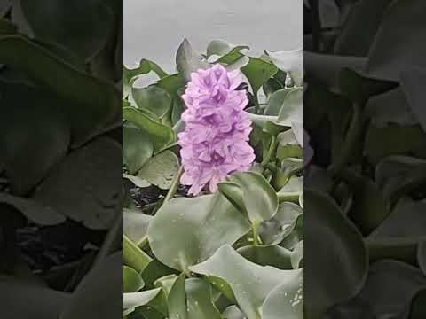 beauty #nature #500subcribers #beautiful #700subs #shorts #shortsfeed #shortsvideo #