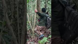 Download lagu #borneo #kalimantan # Ju #jungle mp3