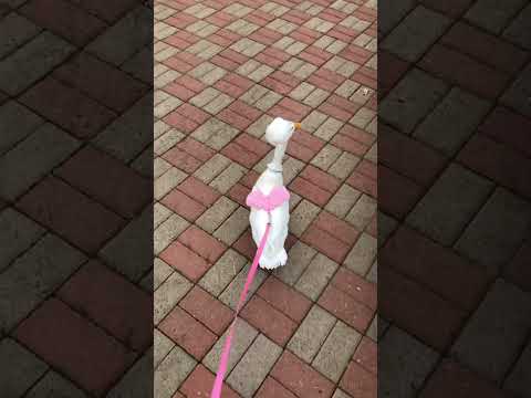 我是主人的心肝寶貝-第二屆金腳印獎『毛孩鏡勾追』活動