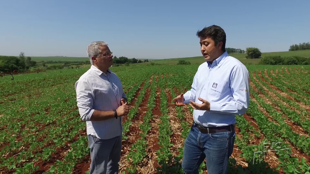 Especialista em nutrição de plantas fala sobre o desenvolvimento da soja