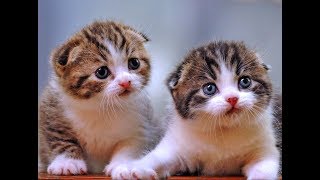 Download lagu lagu populer anak kucingku telu meong meong mp3 Download lagu lagu populer anak kucingku telu meong meong mp3