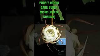 Download lagu DETIK2 BUNGA WIJAYA KUSUMA MEKAR mp3