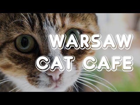 Warsaw Cat Cafe - Miau Cafe
