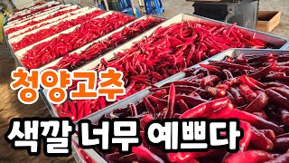 청양 고추 이거 말리면 색이 너무 예쁘다