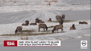 Plant is likely to blame for 19 elk deaths in Mapleton, DWR says