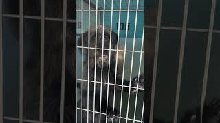 Video preview image #1 Scottish Deerhound Puppy For Sale in Pasadena, CA, USA