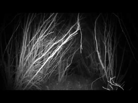 Wildkamera, Camper und Co: 20 Verstörende Outdoor-Aufnahmen