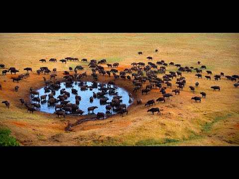 Mundo Selvagem   Planície do Ébano - Zâmbia