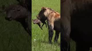 Download lagu Lions Dig Out A Warthog Baby! #Wildlife  | #ShortsAfrica mp3