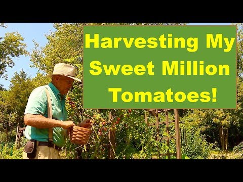 , title : 'Let's Go Harvest My Amazing Sweet Million Tomatoes!'