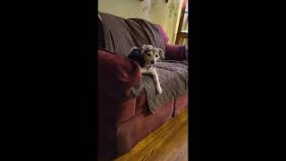 Video preview image #1 Beagle-Chihuahua Mix Puppy For Sale in Alexandria, KY, USA