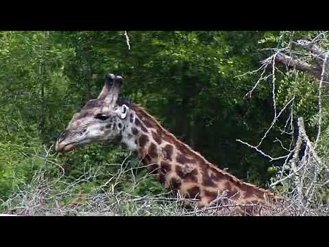 Djuma: Giraffe - 15:07 - 03/03/20