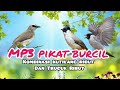 MP3 PIKAT BURCIL KOMBINASI KUTILANG RIBUT DAN TRUCUK RIBUT