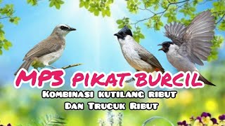 Download lagu MP3 PIKAT BURCIL KOMBINASI KUTILANG RIBUT DAN TRUCUK RIBUT mp3