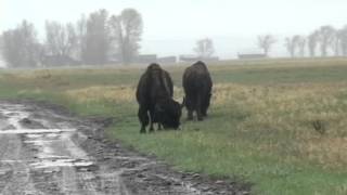 Buffalo In Rain