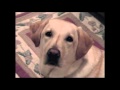 19991206 Buddy Sit Good Boy
