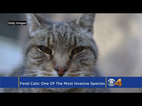Feral Cats Make Western Governor's List Of Invasive Species