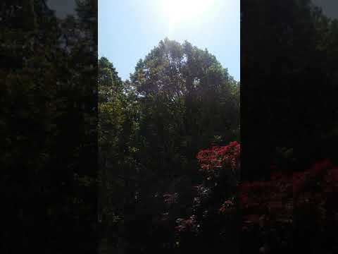 PSALM 6 : READ BY A HEBREW YISRAELITE IN MYSTERY BABYLONIAN CAPTIVITY YR 2019